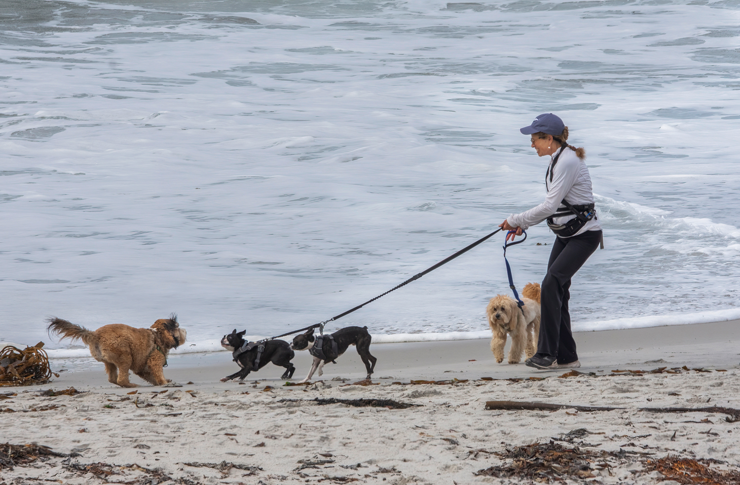 Dogs on the Beach by Ardeth Carlson