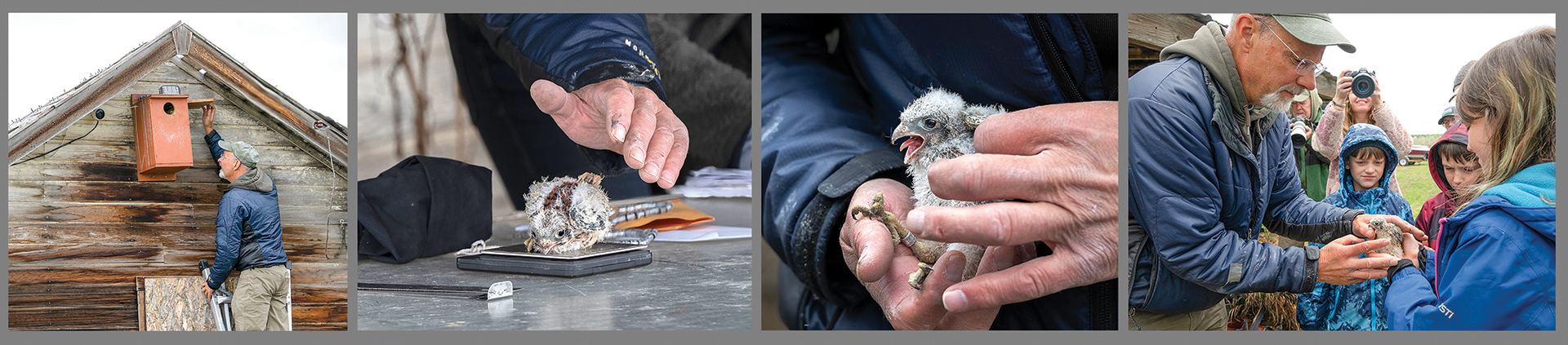 Kestrel Banding by Ardeth Carlson