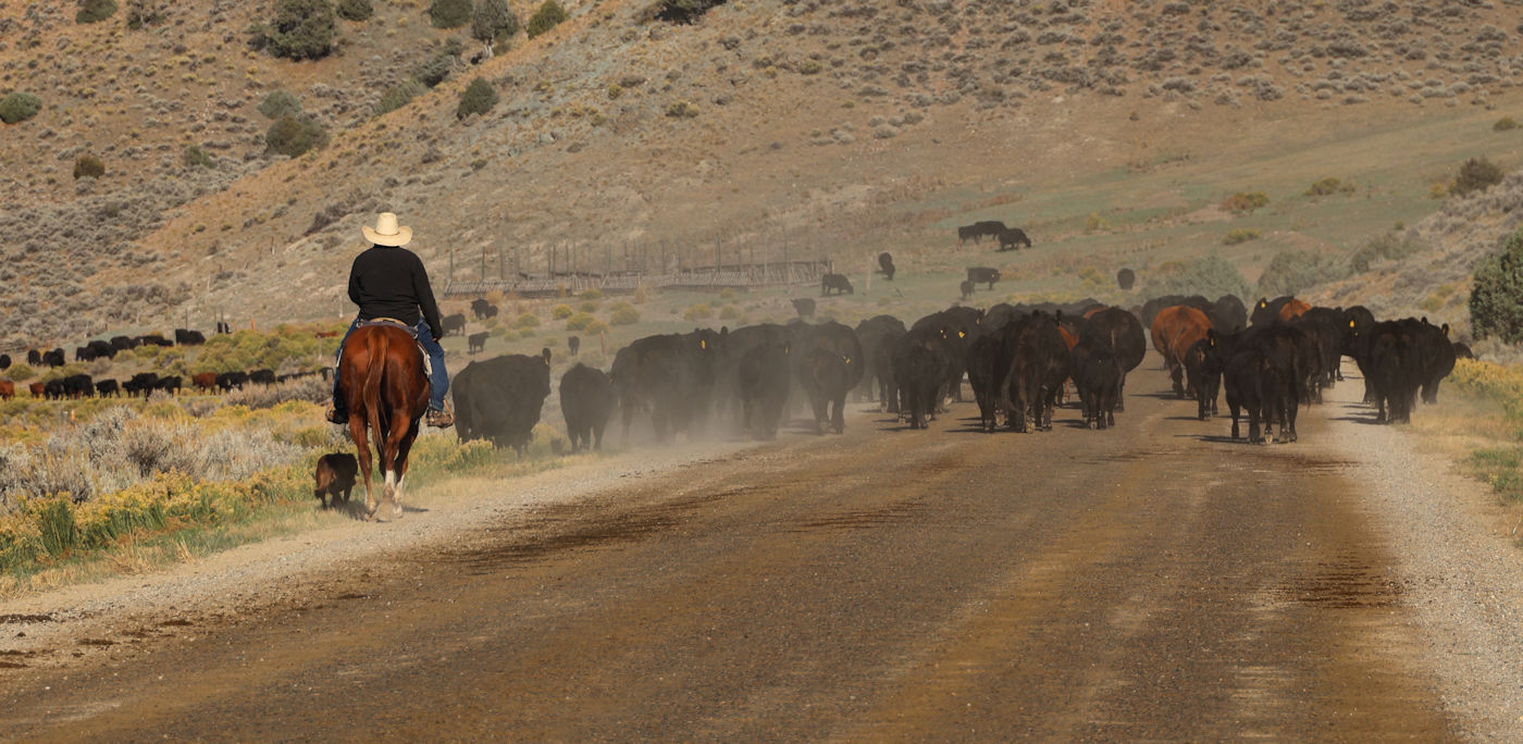 Cattle Drive by Birgit Langmann