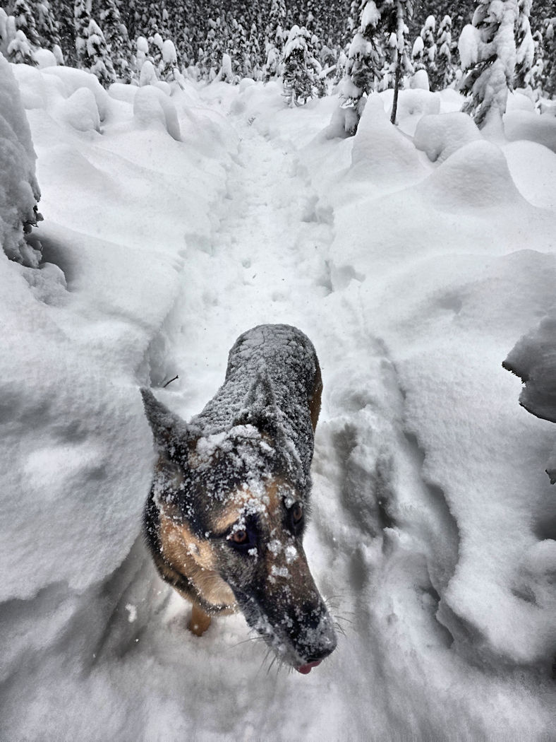 Breaking Trail by Birgit Langmann
