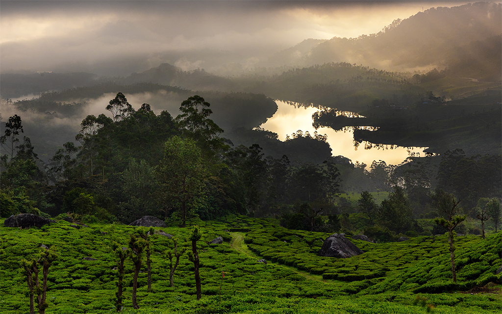 Sunrise At Munnar, India by Vinaya Mathews