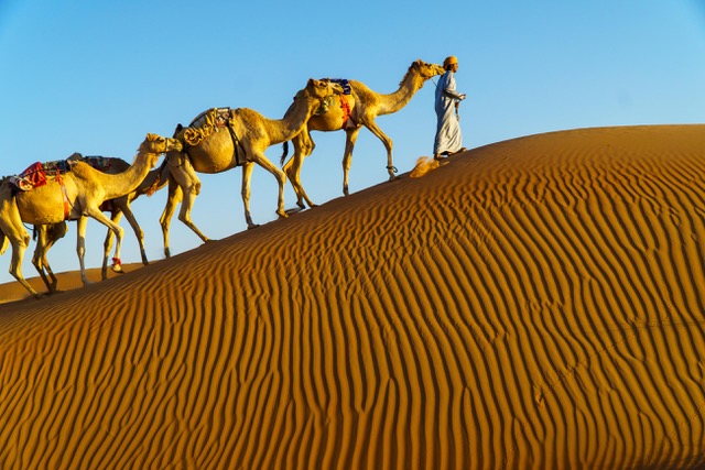 Camels in the Omani Dunes  by Nancy Axelrod
