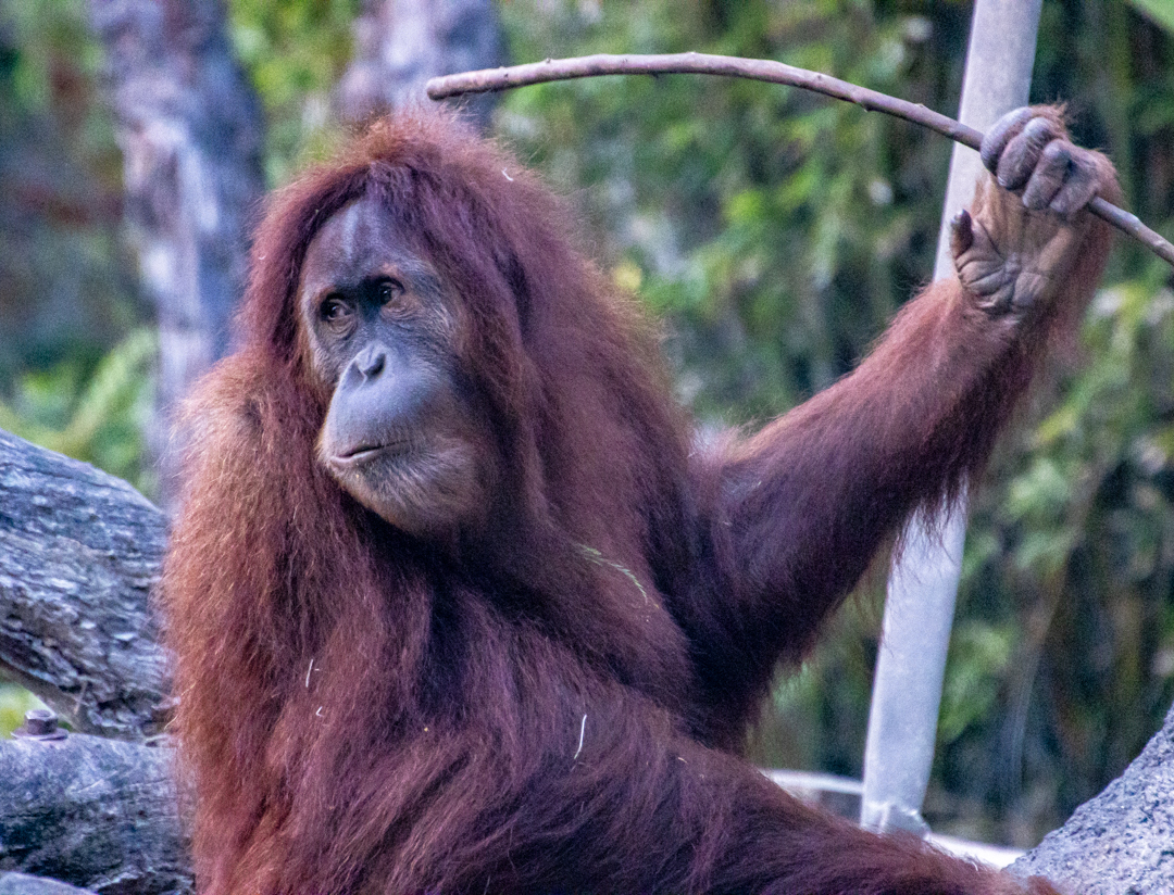 ORANGUTANG AT THE SAN DIEGO ZOO by Esther Steffens
