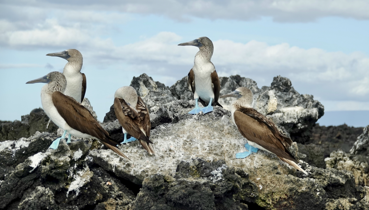blue-footed booby (Sula nebouxii) 