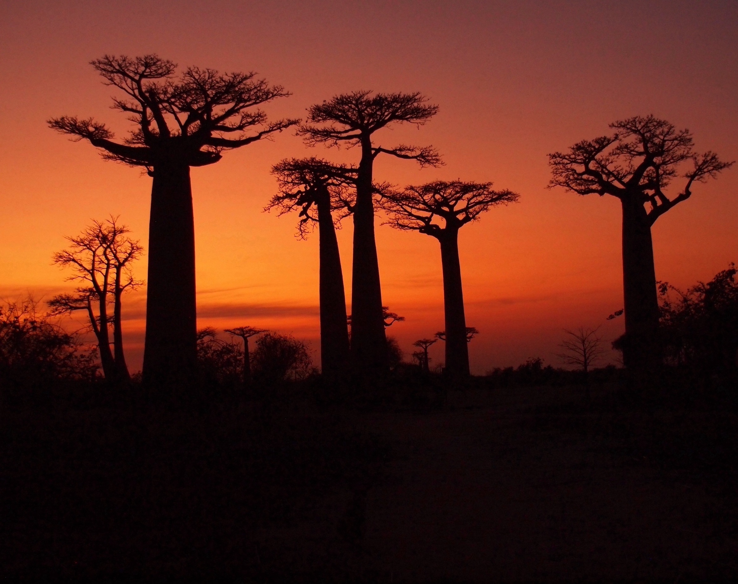 Avenue of The Baobabs by Alan Lichtenstein