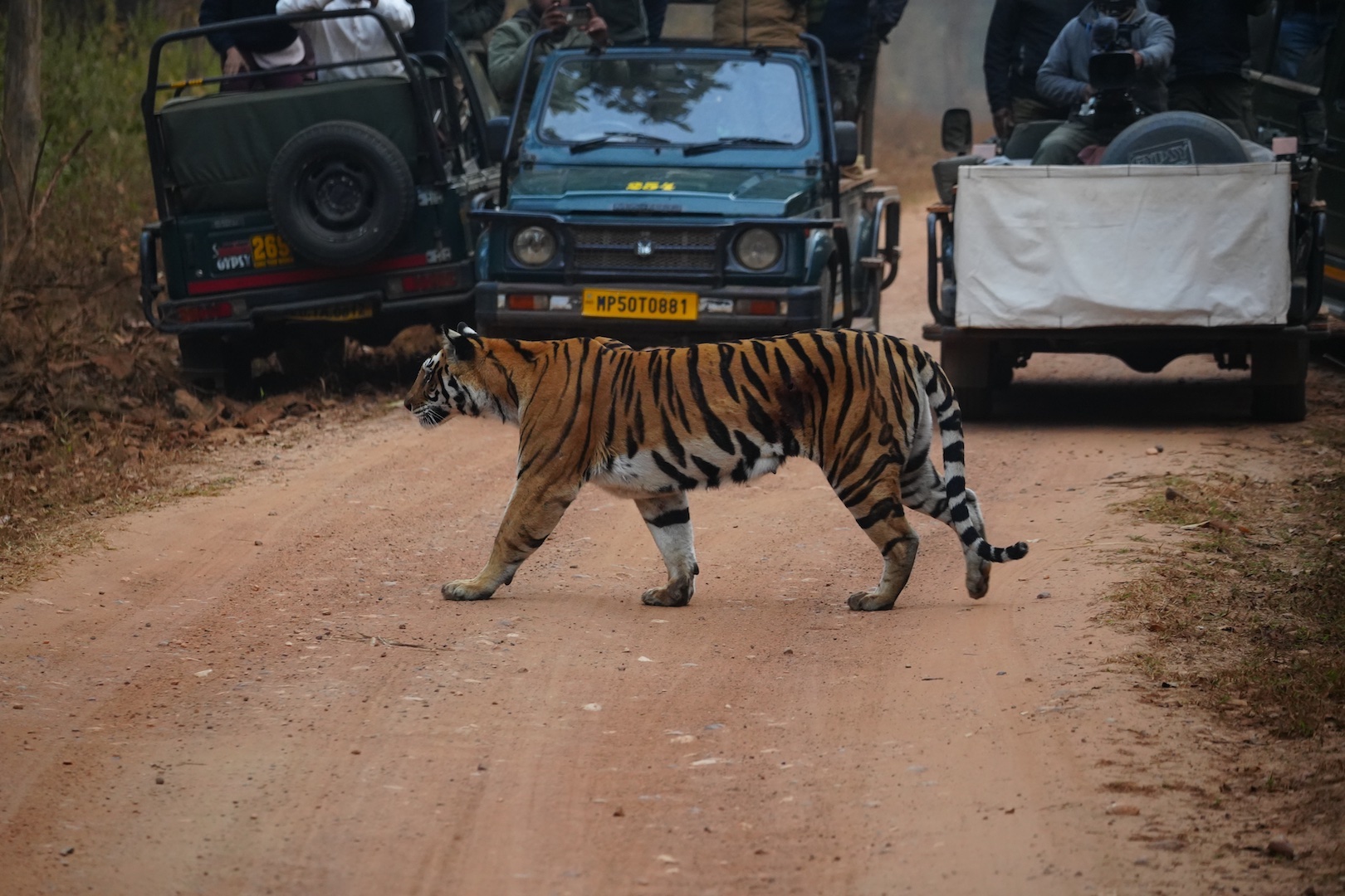 I’M CROSSING THE ROAD-KANA PRESERVE, INDIA by Alan Lichtenstein