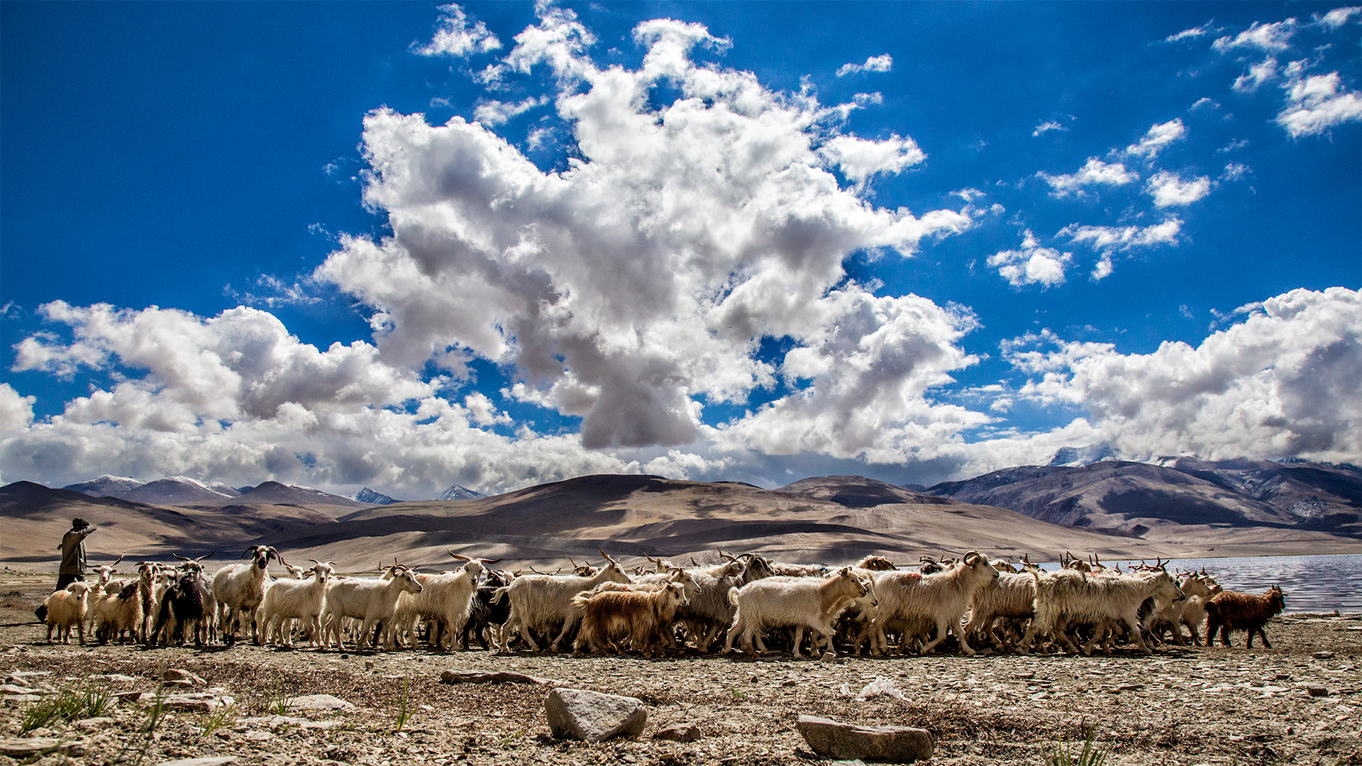 Pashmina Sheep with Shepherd