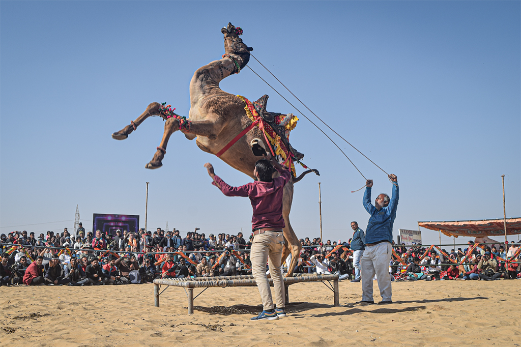 Camel Festival by Laurie Bergner