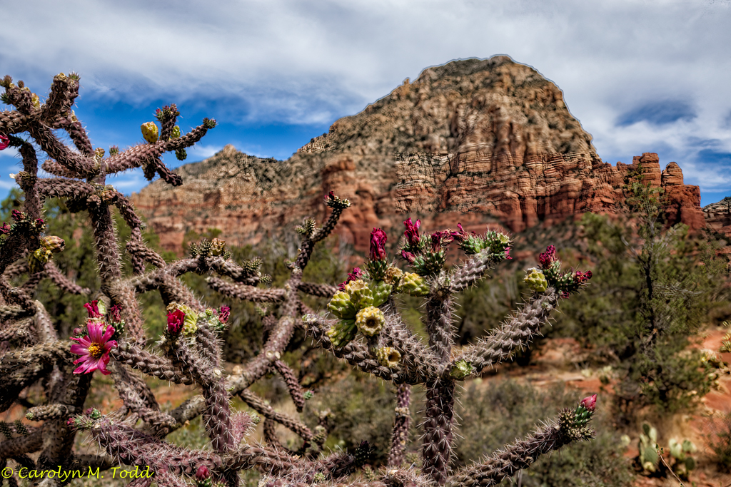 Cactus in Bloom Sedona Arizona by Carolyn Todd-Larson, PPSA, AFIAP