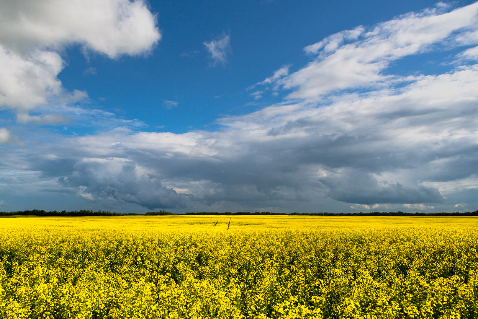 Canola Field by Rizwan Choudhry