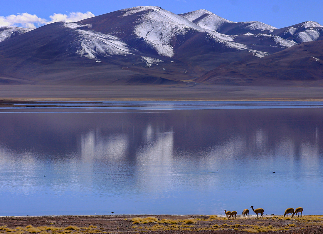 Chilean Lake with Guanacos by Leslie Larson