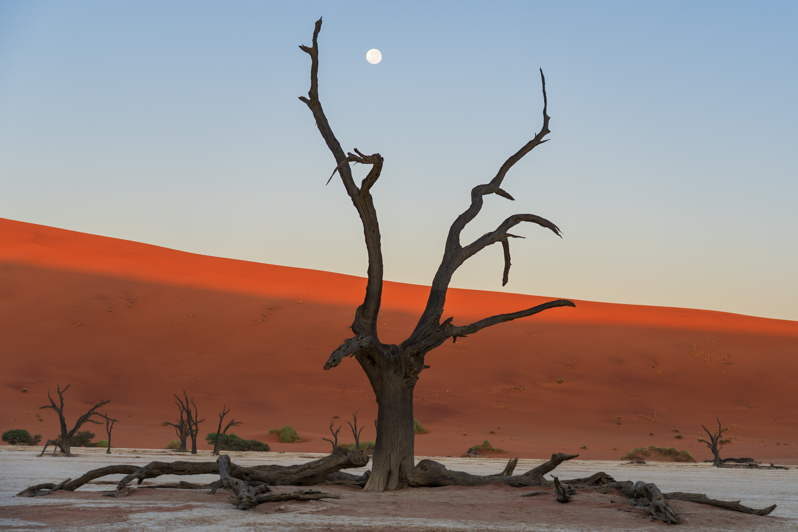 Moon in Forked Tree, Deadflei by Lillian Roberts
