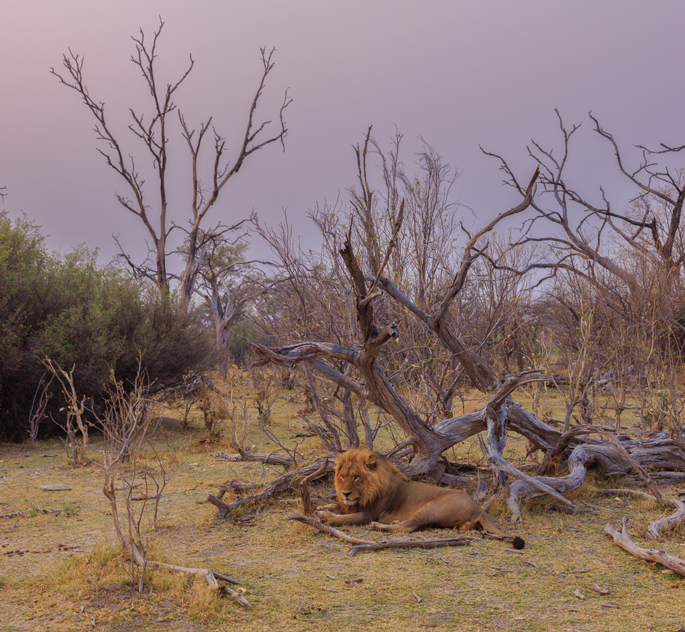 Lying Lion at Home by Richard Distlerath