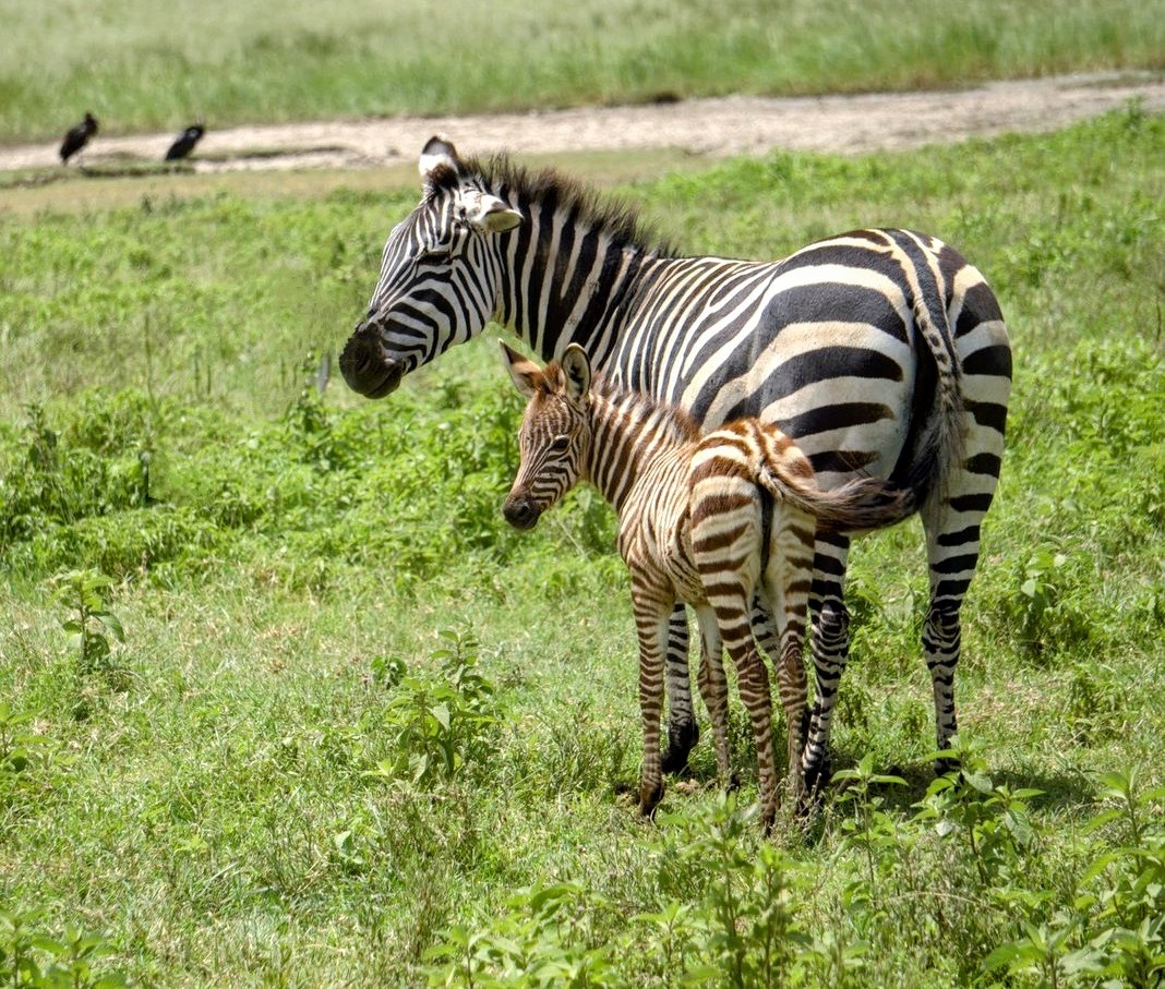 Zebra with Child by Donna Beasley