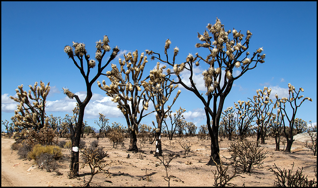 Mojave after the fire by Leslie Larson