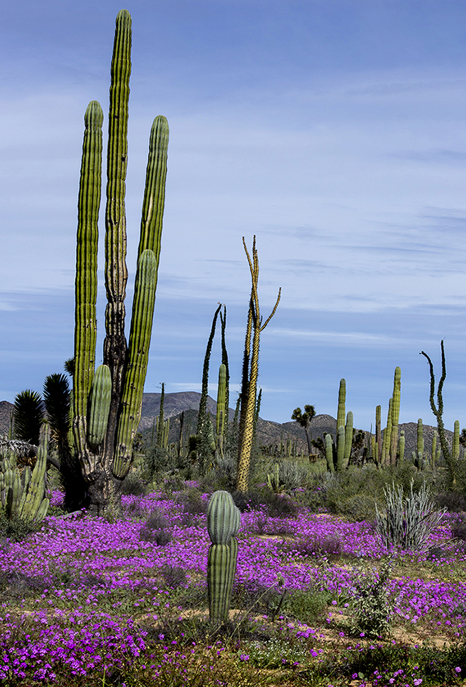 Superbloom 