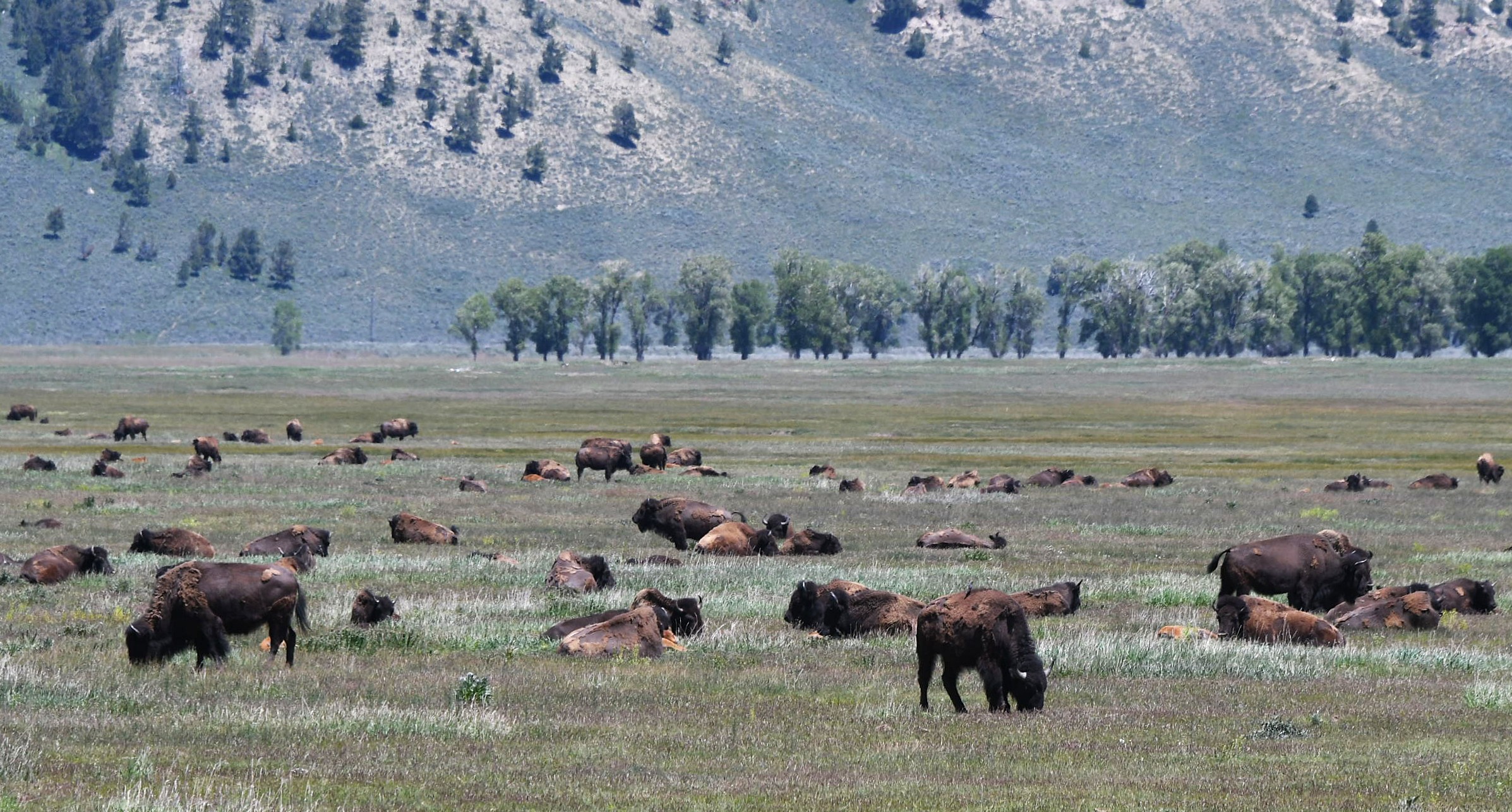 Bison in Wyoming