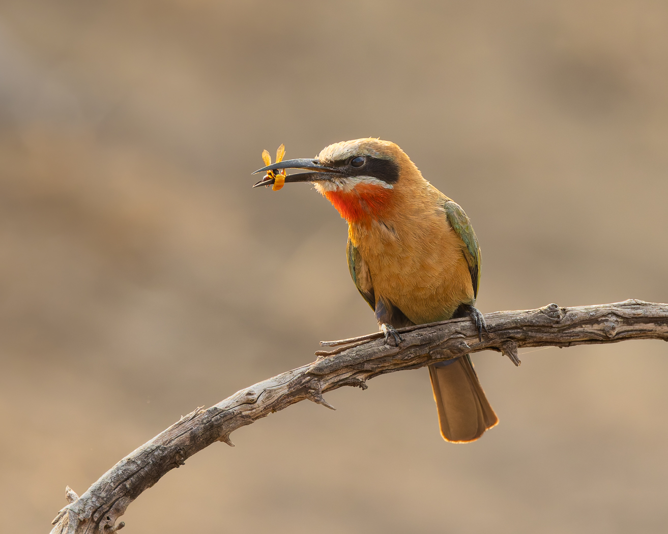 White-fronted Bee-eater    by Deborah Albert