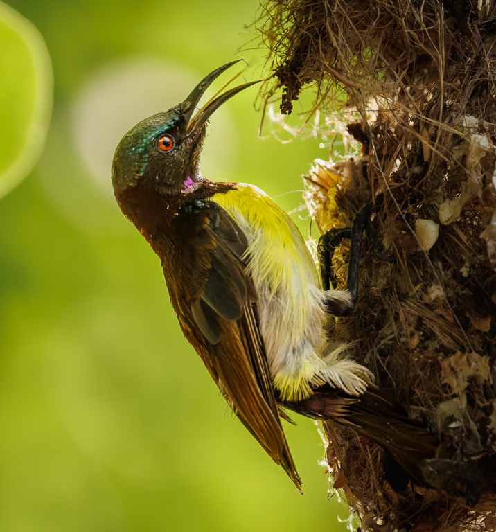 Male sunbird feeding chicks by Deborah Albert