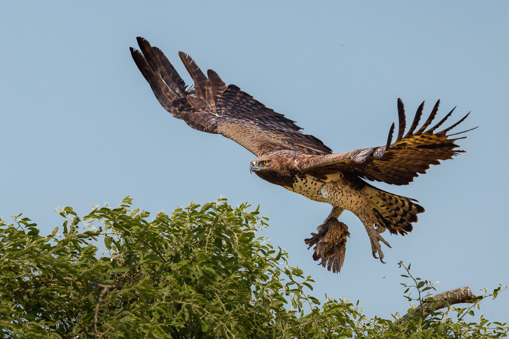 Catch of the day    by Deborah Albert