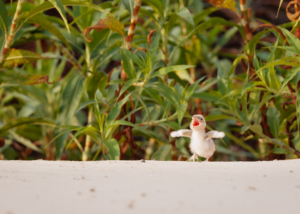 Skimmer chick by Deborah Albert