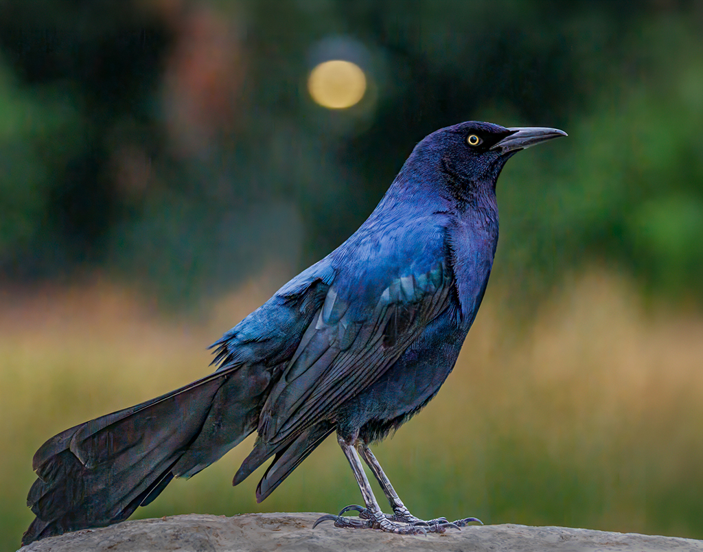 Great-tailed Grackle by Debbie Porter