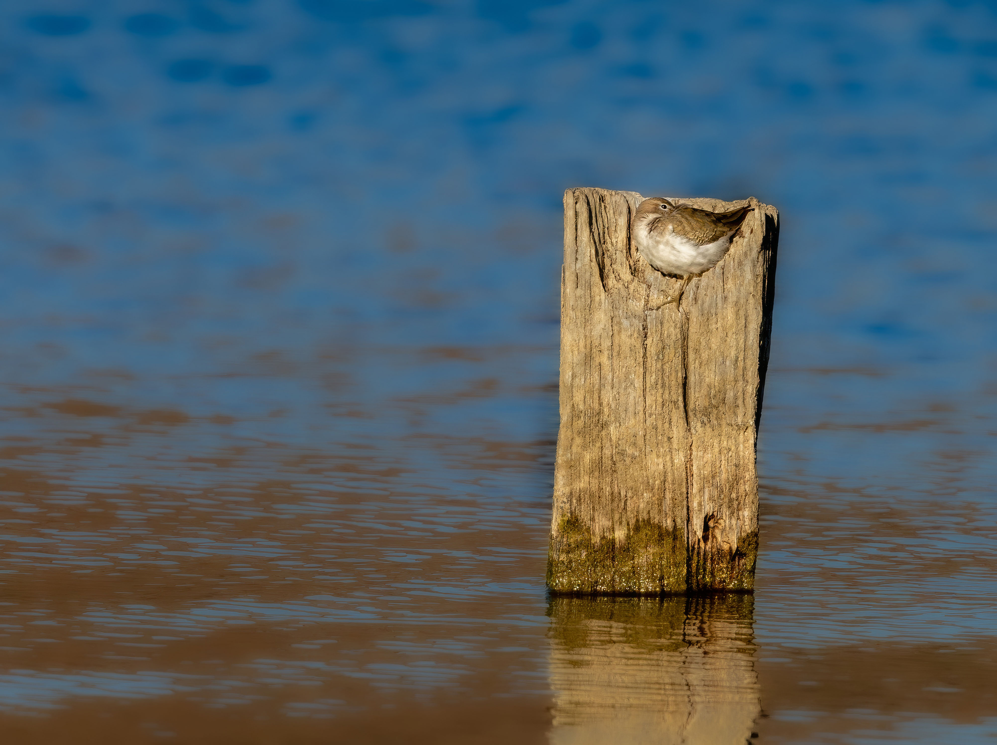 Spotted Sandpiper by Debbie Porter