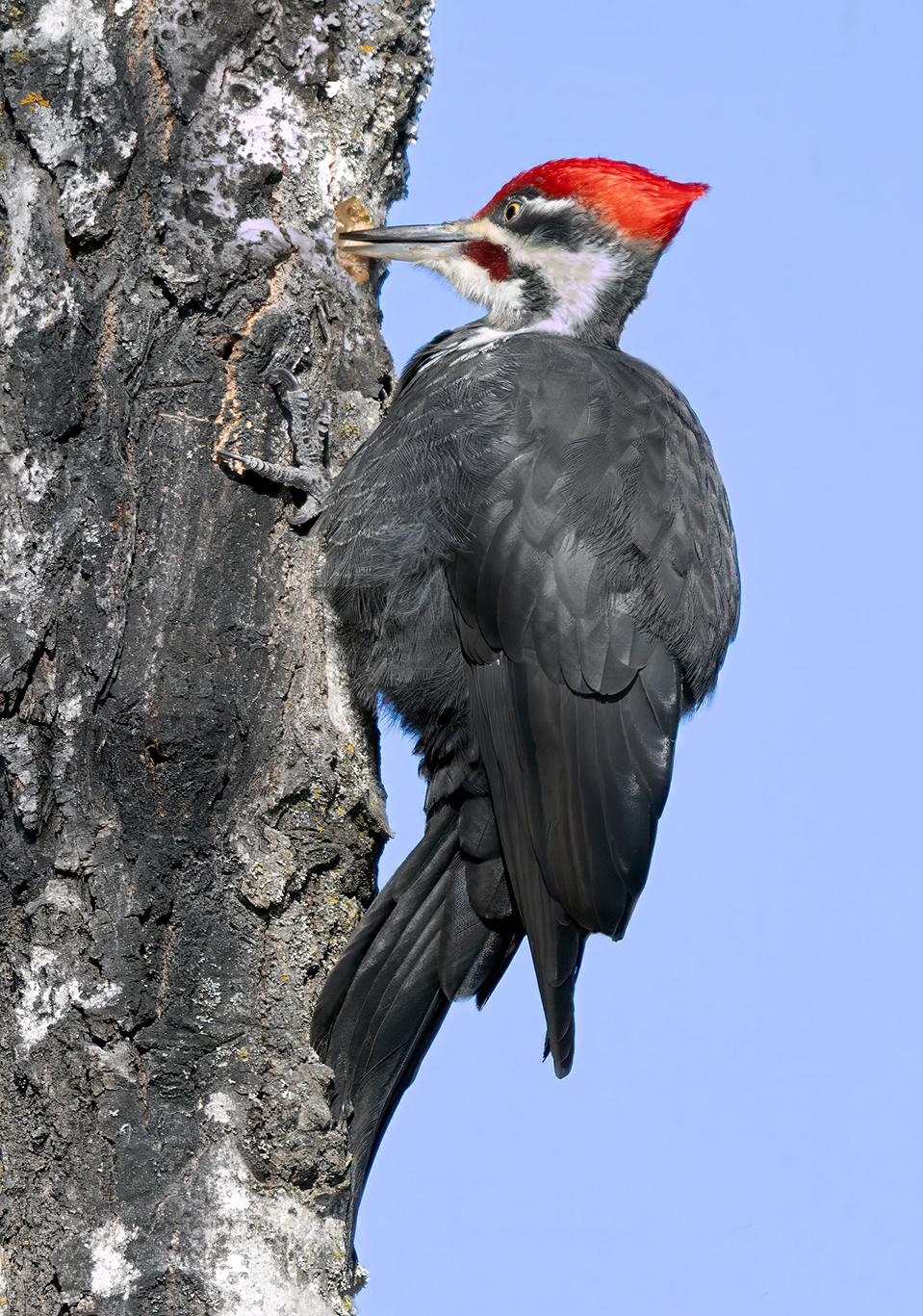 Pileated Woodpecker by Debbie Porter