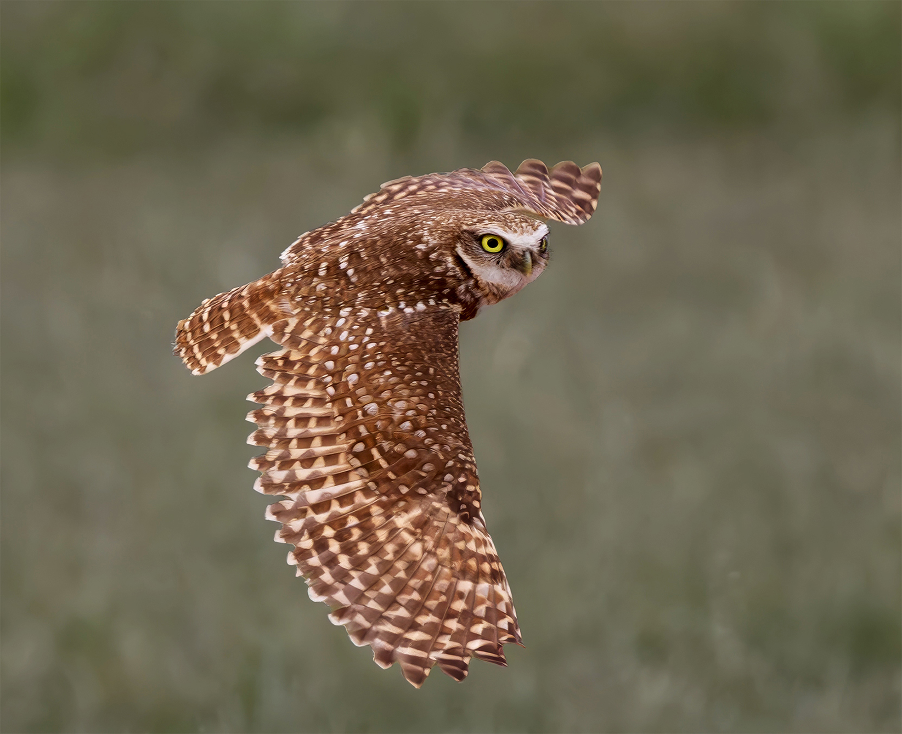 burrowing owl by Debbie Porter
