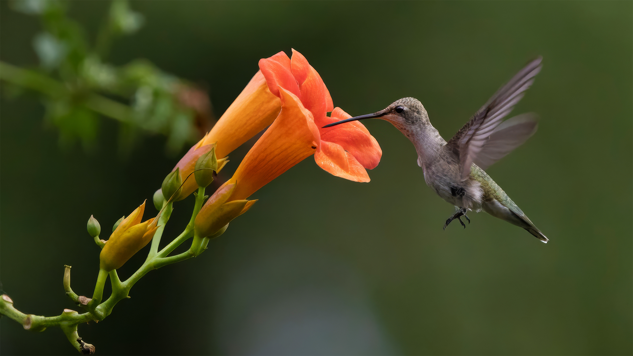 Black-Chinned Hummingbird by Debbie Porter