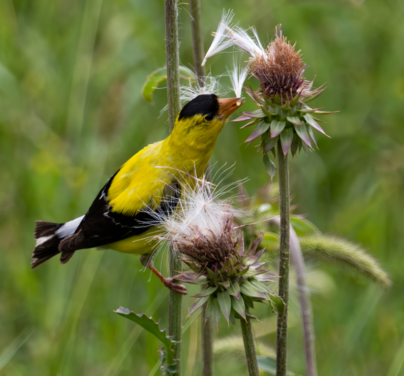Seed Harvest by Darcy Quimby
