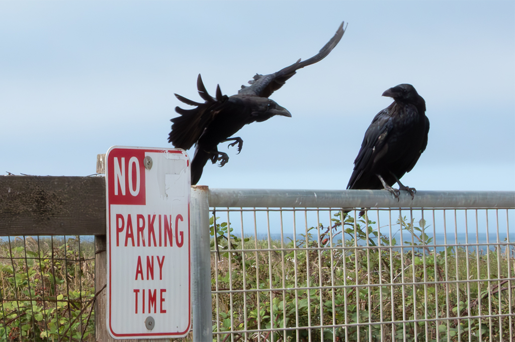 NO Parking by Darcy Quimby