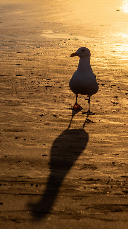 Backlit Gull by Darcy Quimby