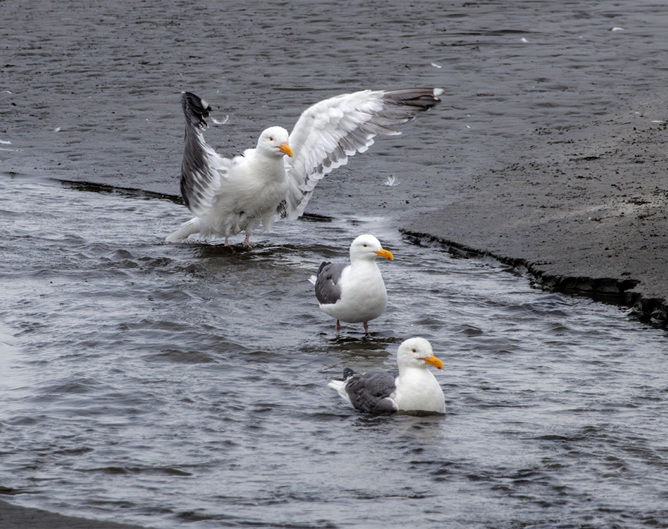 Splashing Down by Darcy Quimby