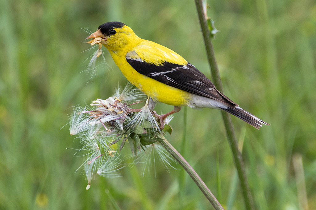 Seed Feast by Darcy Quimby