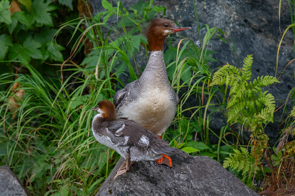 Common Merganser and Duckling by Darcy Quimby