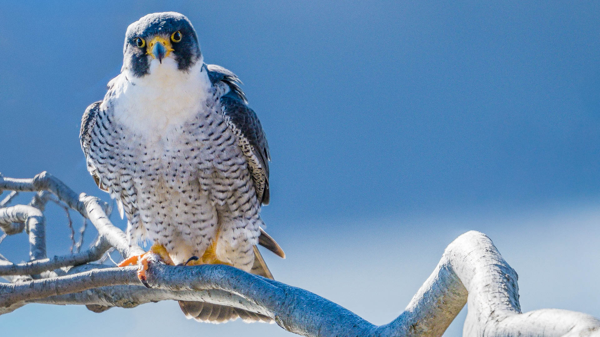 Peregrine Falcon  by Pinaki Sarkar
