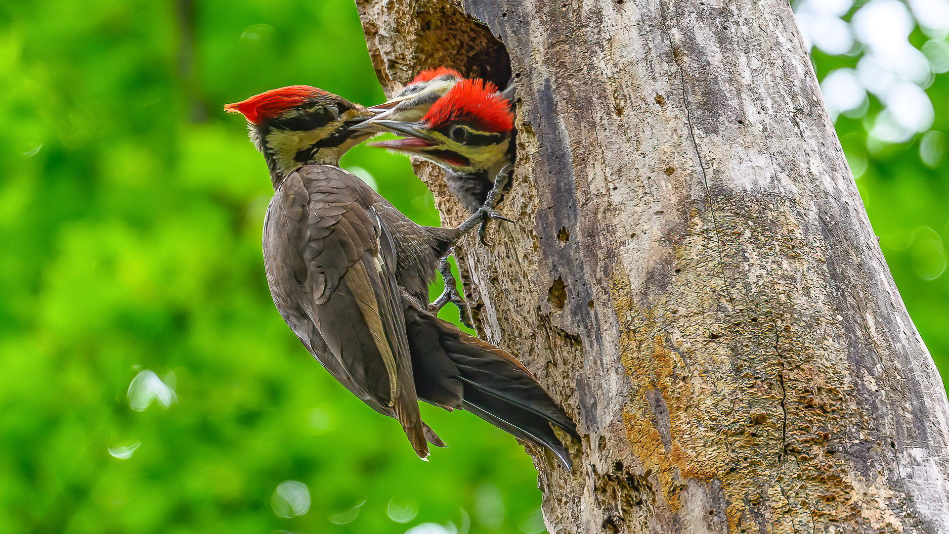 Feeding by Pinaki Sarkar