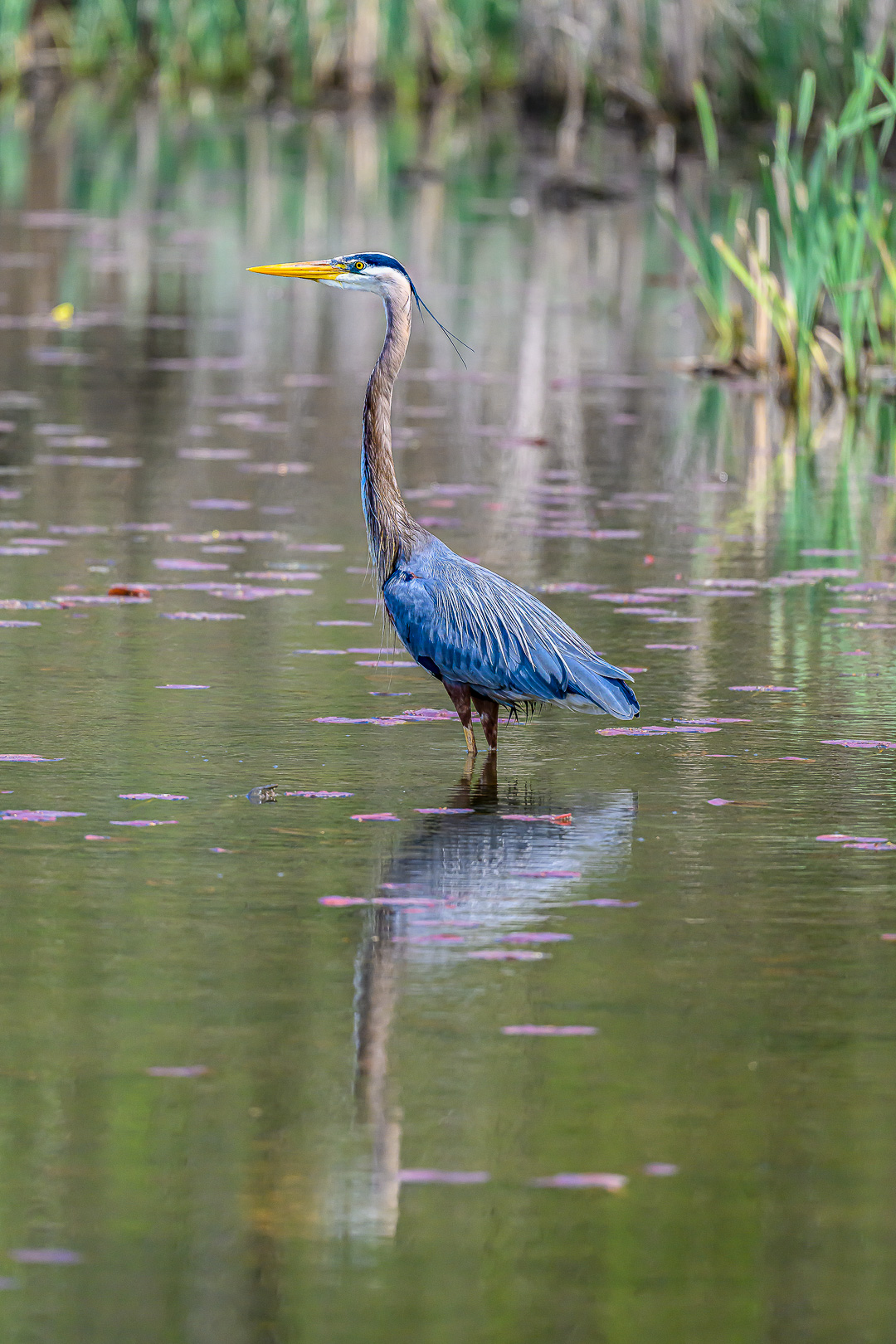 Blue Heron  by Pinaki Sarkar