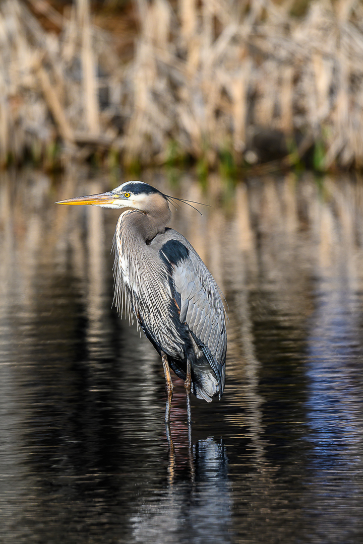Heron Portrait by Pinaki Sarkar