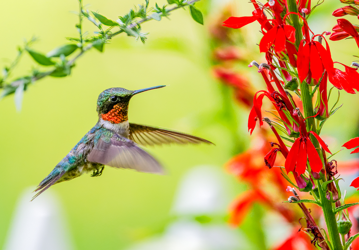 Summer Male Humming Bird