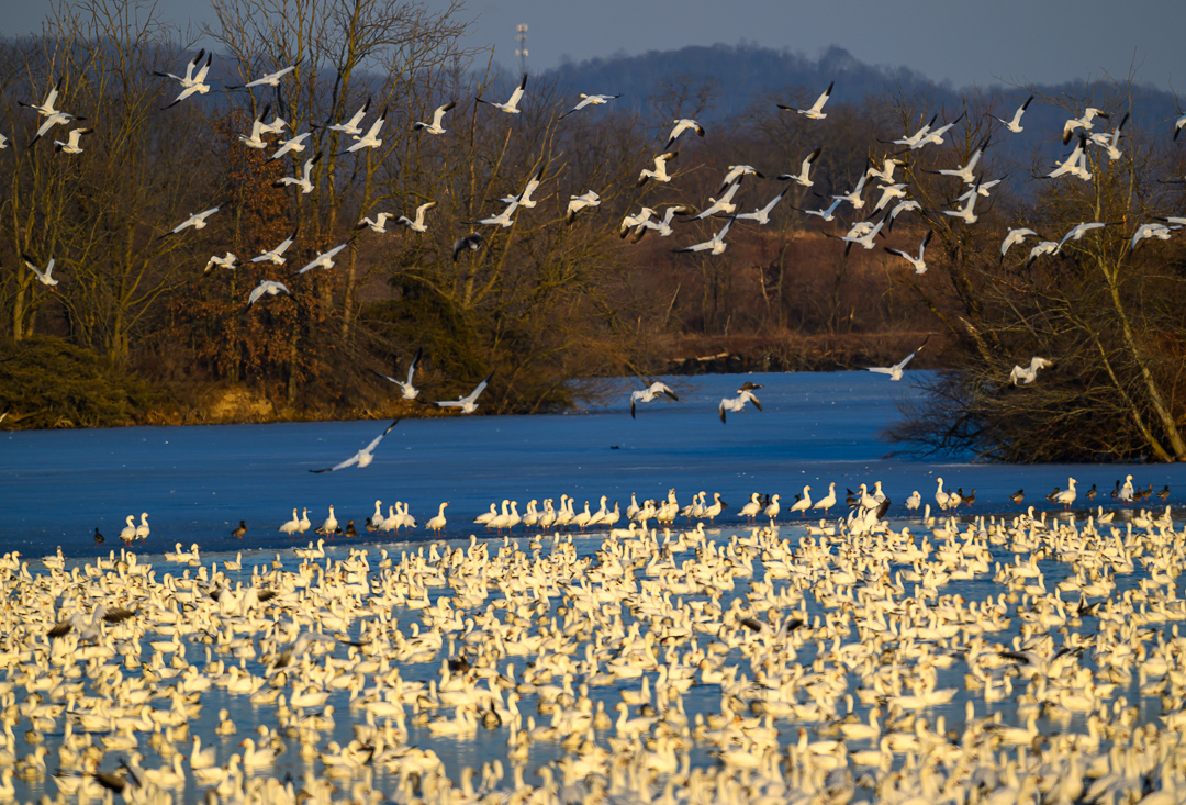 Snow Geese and the Moon by Pinaki Sarkar