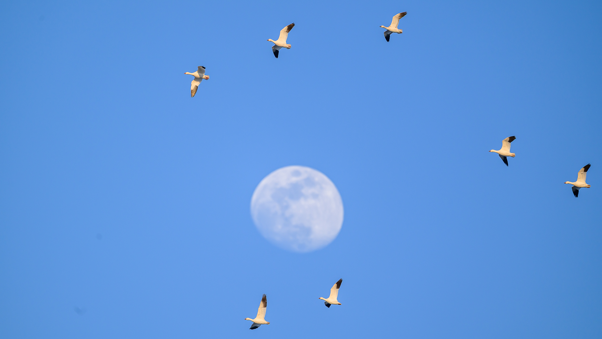 Snow Geese and the Moon