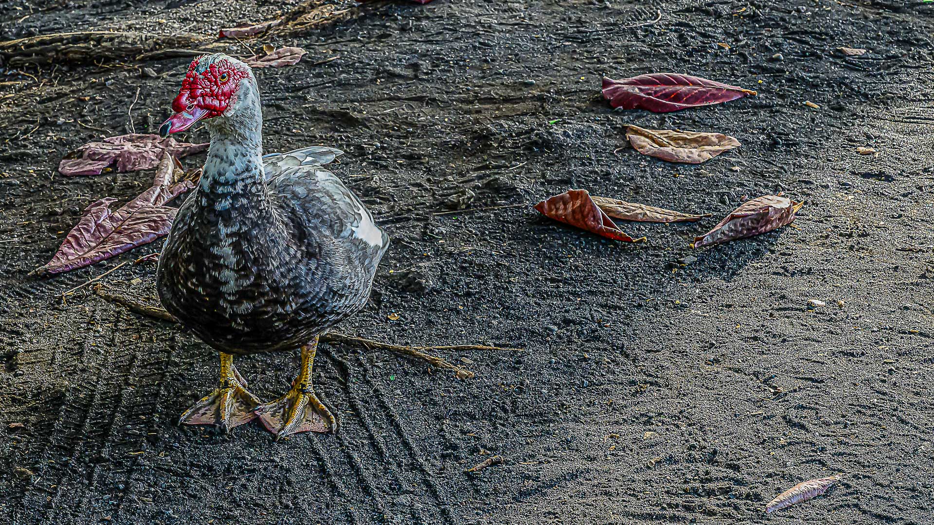 Muscovy duck by Pinaki Sarkar