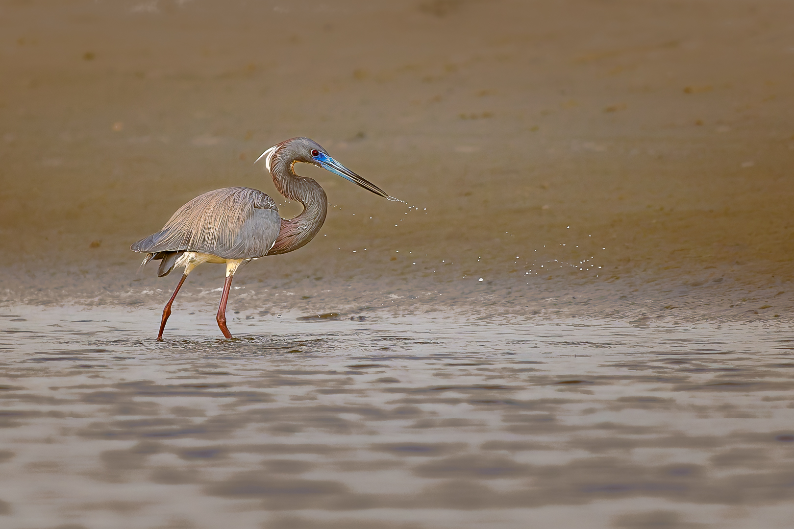 Heron Shakes  by Richard Distlerath