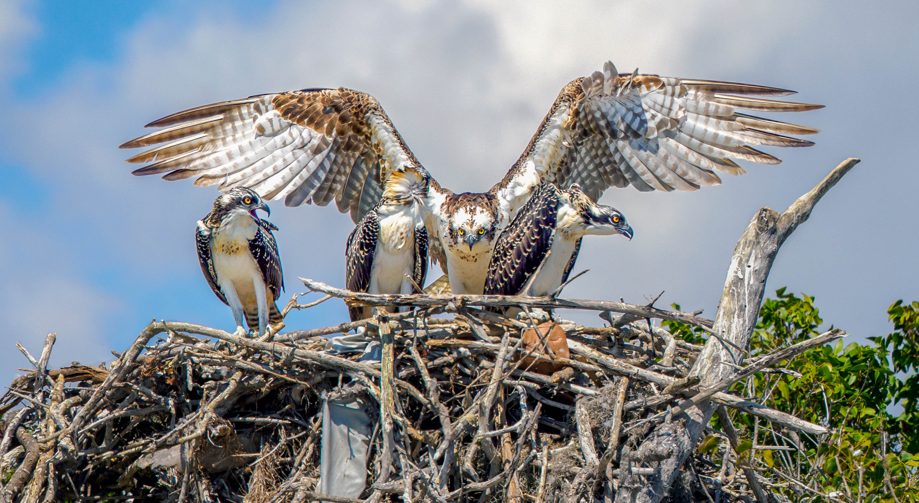 Coming Home by Richard Distlerath