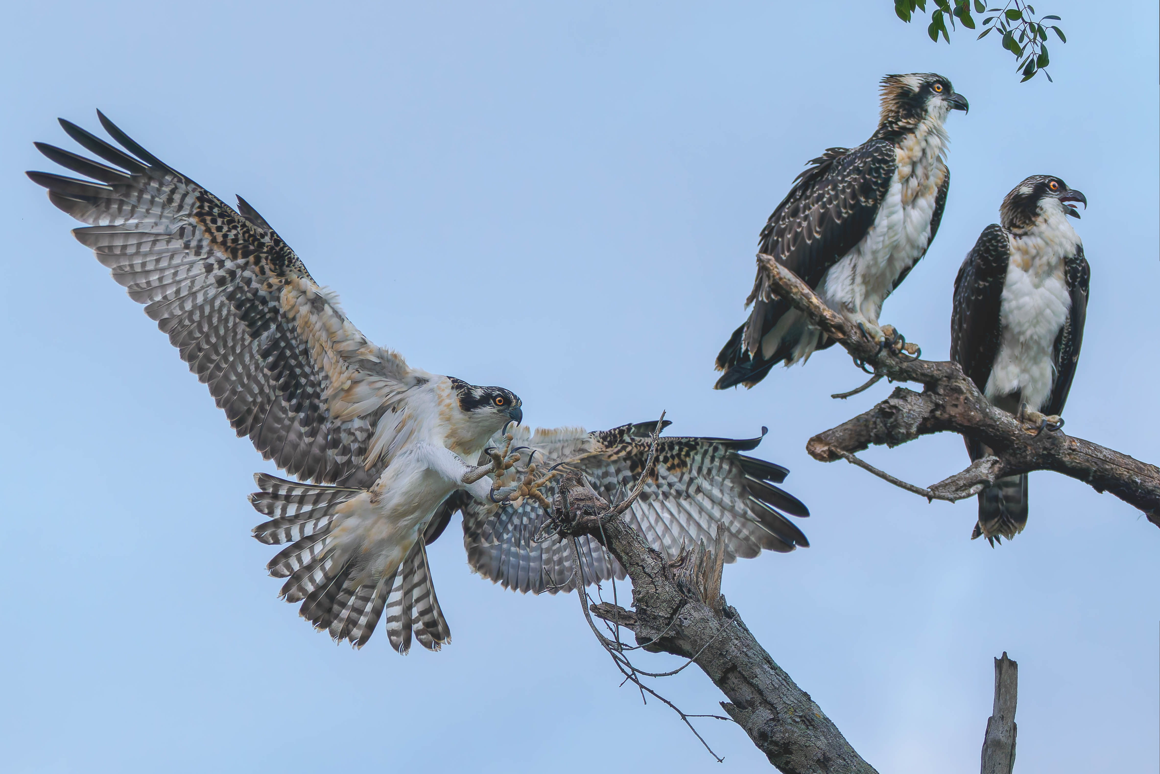 Mom with Chicks by Richard Distlerath
