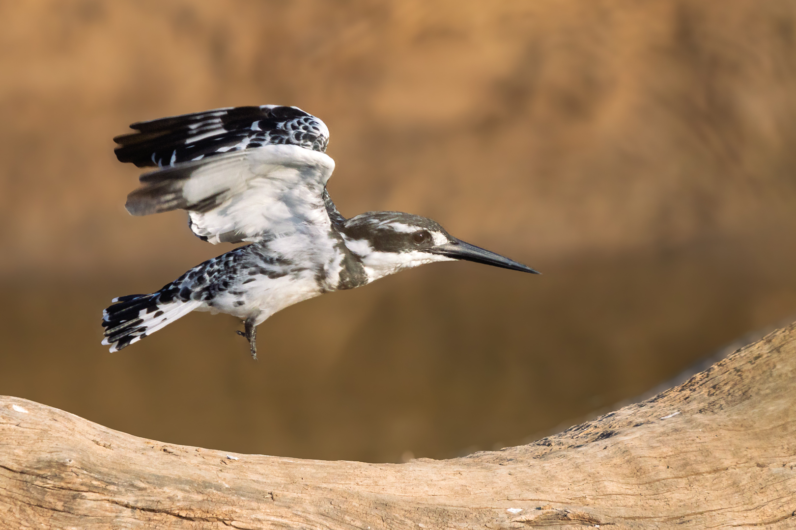Flying Kingfisher by Richard Distlerath
