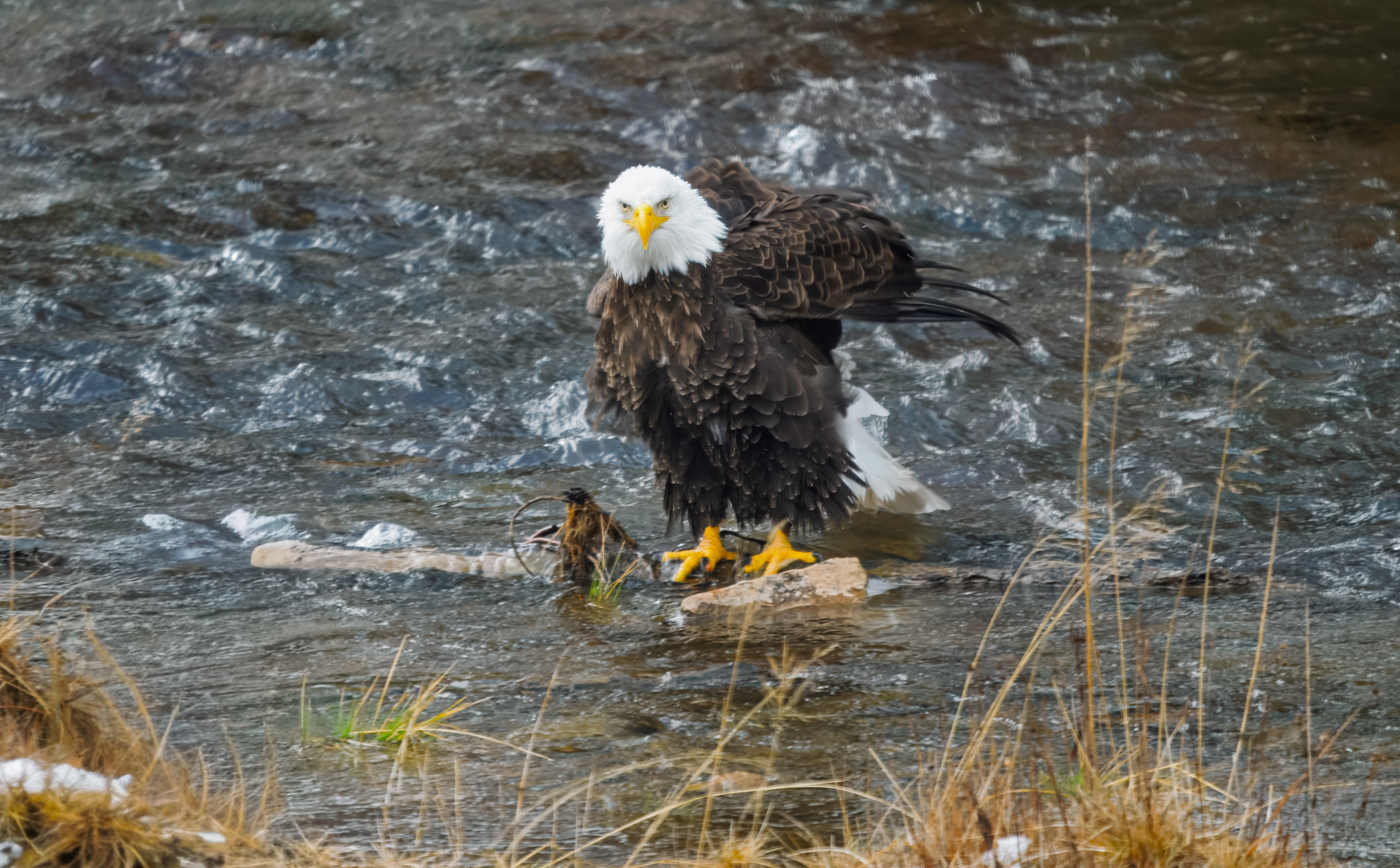 Yellowstone Bald Eagle by Richard Distlerath