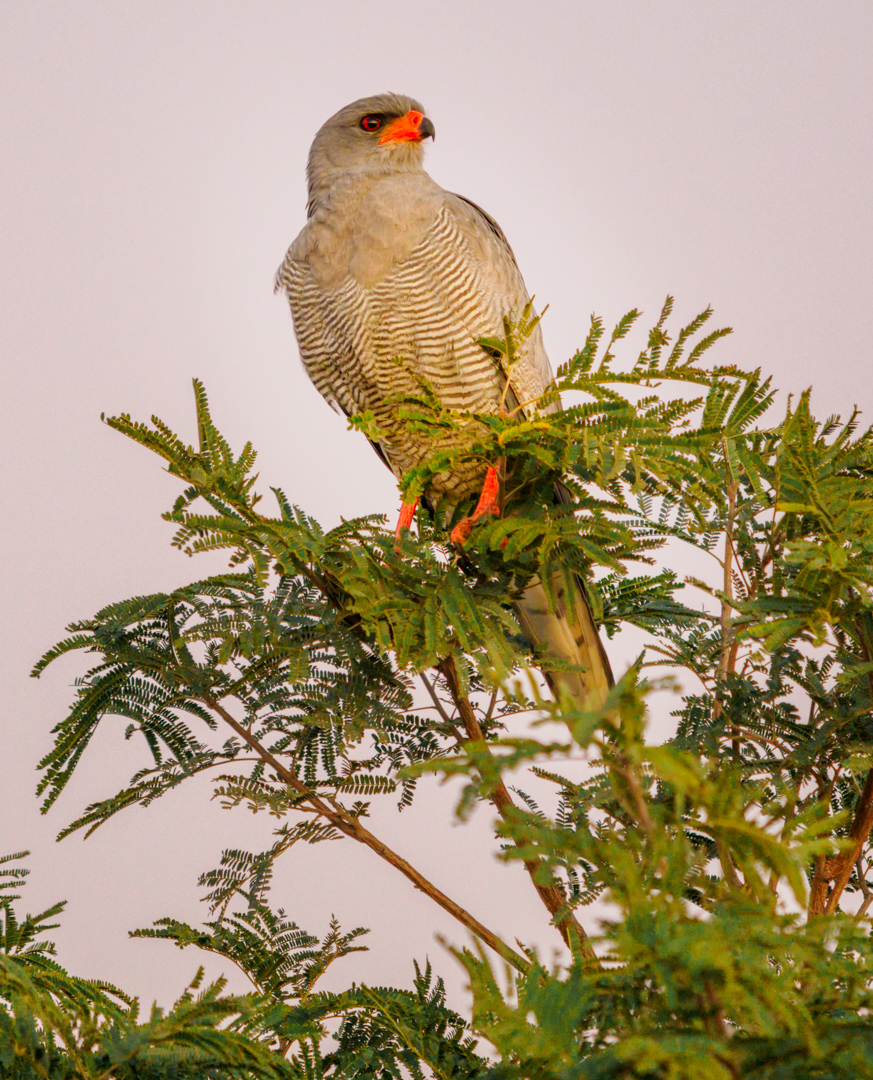 Pale Chanting Goshawk by Richard Distlerath